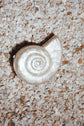 Marion Shell Clutch - Pearl